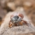 May-bug beetle  stock photo © inoj