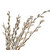 tak · wilg · plant · religieuze · symbool · witte · achtergrond - stockfoto © inxti