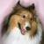 Furry Collie dog. stock photo © iofoto