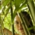 portré · ázsiai · nő · portré · amerikai · nő · bambusz - stock fotó © iofoto