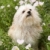 Fluffy small dog in flower field. stock photo © iofoto