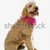 hond · kostuum · kleur · kroon · studio - stockfoto © iofoto