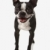 Boston · terrier · kutya · mosoly · haj · szín - stock fotó © iofoto