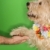 Dog shaking paw. stock photo © iofoto