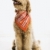 kutya · visel · fejpánt · mosoly · szín · stúdió - stock fotó © iofoto