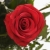 Single red rose. stock photo © iofoto