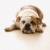 bulldog · piso · Inglés · mirando · color · blanco - foto stock © iofoto