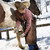 homem · limpeza · cavalo · chapéu · de · cowboy · fora - foto stock © iofoto