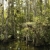 Wetland, Florida Everglades. stock photo © iofoto