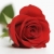 rote · Rose · weiß · rot · Romantik · Blütenblätter - stock foto © iofoto