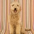 hond · gestreept · vergadering · naar · kleur · studio - stockfoto © iofoto