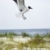 Seagull landing on beach. stock photo © iofoto