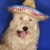 perro · sombrero · mullido · perro · marrón · mexicano - foto stock © iofoto