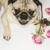 kutya · rózsák · rózsa · szín · stúdió · díszállat - stock fotó © iofoto