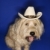 perro · sombrero · de · vaquero · mullido · perro · marrón · azul - foto stock © iofoto