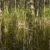 Florida Everglades wetland. stock photo © iofoto