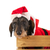 Draht · Dackel · Weihnachten · Anzug · Holz · Kiste - stock foto © ivonnewierink