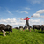 gelukkig · landbouwer · veld · koeien · jonge · springen - stockfoto © ivonnewierink