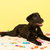 atravessar · cão · confete · amarelo - foto stock © ivonnewierink