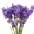 lavender stock photo © ivonnewierink