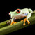 Exotic frog on colorful background stock photo © JanPietruszka