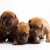 baby · honden · weinig · hond · jonge · verdriet - stockfoto © JanPietruszka