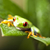 Red eye tree frog stock photo © JanPietruszka