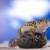 Gecko in a blue sky background stock photo © JanPietruszka