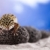 Small gecko reptile lizard stock photo © JanPietruszka