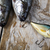 Fischerei · natürlichen · Essen · Natur · Fluss · fliegen - stock foto © JanPietruszka