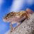 Gecko reptile, Lizard stock photo © JanPietruszka
