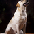 labrador · retriever · cão · cara · retrato · animal · cachorro - foto stock © JanPietruszka