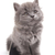 スケート · グレー · 子猫 · かわいい · ペット - ストックフォト © JanPietruszka