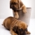 baby · honden · weinig · hond · jonge · verdriet - stockfoto © JanPietruszka