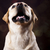 kutya · labrador · retriever · arc · portré · állat · kutyakölyök - stock fotó © JanPietruszka