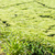 Lemongrass Bush stock photo © JFJacobsz