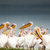 Pelicans by Lake Nakuru stock photo © JFJacobsz