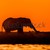 elefánt · naplemente · sziluett · etetés · sziget · étel - stock fotó © JFJacobsz