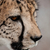 Portrait of a Cheetah stock photo © JFJacobsz