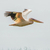 Pelican Flying stock photo © JFJacobsz