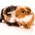 baby guinea pigs stock photo © joannawnuk