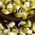 Sprouted mung beans stock photo © joannawnuk