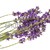 lavender flower stock photo © joannawnuk