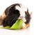 guinea pig isolated on the white background. coronet stock photo © joannawnuk