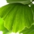 Ginkgo biloba green leaf isolated on white background  stock photo © joannawnuk