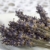 lavanda · natura · salute · tavola · autunno · doccia - foto d'archivio © joannawnuk