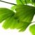 Ginkgo biloba green leaf isolated on white background  stock photo © joannawnuk
