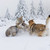 wilk · świeże · śniegu · góry · drewna · górskich - zdjęcia stock © Johny87