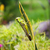 sprinkhaan · blad · tuin · gras · natuur · benen - stockfoto © Juhku