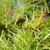 кузнечик · Буш · саду · трава · природы · лист - Сток-фото © Juhku